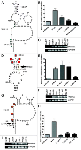 Figure 8. Domain II mutations decrease tau IRES activity. (A) Schematic representation of mutations made within domain II. Mutations followed the A/C and G/T pattern. The blue dots refer to mutation 109–118 and purple dots indicate mutation 130–137. (D) Mutations made within mutant 130–137. Yellow stars indicate mutant 135–137, the arrow points to the single nucleotide mutation U136G and red boxes are mutant 130–134. (G) Mutations made within mutation 109–118. Black stars indicate mutation 109–111, arrow is the single nucleotide mutation A110C and orange squares are mutation 112–115. Mutations were in vitro transcribed, capped with an A-cap and tailed. (B, E and H) P/R ratios are reported normalized to β-globin, which was given a value of 1. A-capped transfections were done in the SK-N-SH cell line for 4 hrs and performed in triplicate, (n = 5 ± S.E.M.) (C, F and I) Semi quantitative PCR of isolated RNAs from each transfected well. Photinus luciferase and GAPDH specific primers were used to amplify products.