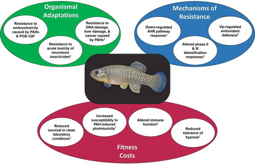 FIGURE 7. The “Elizabeth River phenotype,” summarizing organismal adaptations, underlying mechanisms, and fitness costs, based largely on studies of the Atlantic Wood industries population of Atlantic killifish. References: 1, Ownby et al. Citation2002, Meyer et al. Citation2002, Meyer and Di Giulio Citation2003, Wills et al. Citation2009, Nacci et al. Citation2010, Clark et al. Citation2014; 2, Clark et al. Citation2012; 3, Jung et al. Citation2009b, Wills et al. Citation2010b; 4, Van Veld and Westbrook Citation1995, Meyer et al. Citation2002, Citation2003b, Wills et al. Citation2010b, Nacci et al. Citation2010, Clark et al. Citation2013; 5, Van Veld et al. Citation1991, Armknecht et al. Citation1998, Cooper et al. Citation1999, Gaworecki et al. Citation2004; 6, Bacanskas et al. Citation2004, Meyer et al. Citation2003a; 7, Meyer and Di Giulio Citation2003; 8, Faisal et al. Citation1991, Kelly-Reay and Weeks-Perkins Citation1994, Frederick et al. Citation2007. Image of killifish used with permission from John Brill.