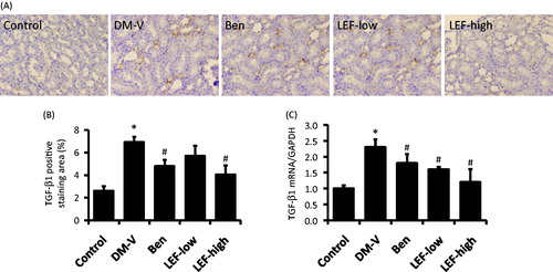 Figure 6. Renal TGF-β1 expression in diabetic rats treated with vehicle, benazepril or leflunomide for 8 weeks. (A) Representative images showing TGF-β1 staining in the kidney (Magnification = 400X). (B) TGF-β1 staining intensity quantified using ImageJ. (C) Renal TGF-β1 mRNA levels determined by real-time PCR. DM, diabetes mellitus group; V, vehicle; Ben, benazepril; LEF, leflunomide. Values are mean ± SEM; *p < 0.05 versus control, #p < 0.05 versus vehicle-treated DM rats.