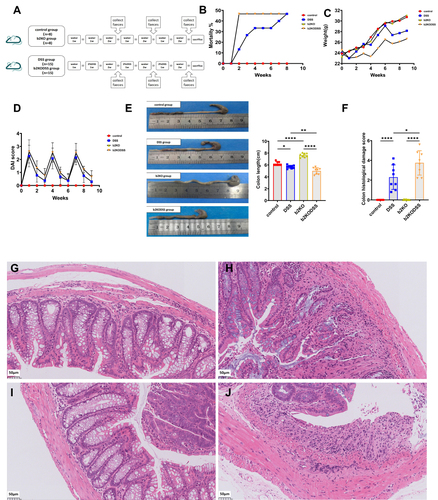 Figure 1 Intestinal and systemic manifestations in mice. (A) The diagram of the animal experimental design. (B) Mortality rate. (C) Body weights. (D) DAI score. (E) Colon length. (F) Histological scores. (G) Representative H&E image of colon sections in control group. (H) Representative H&E image of colon sections in DSS group. (I) Representative H&E image of colon sections in b2KO group. (J) Representative H&E image of colon sections in b2KODSS group. Scale bar, 50 µm. All data were expressed as mean ± SD (n = 8 mice/group). Statistical significance was indicated as follows: *p < 0.05, **p < 0.01, and ****p < 0.0001.