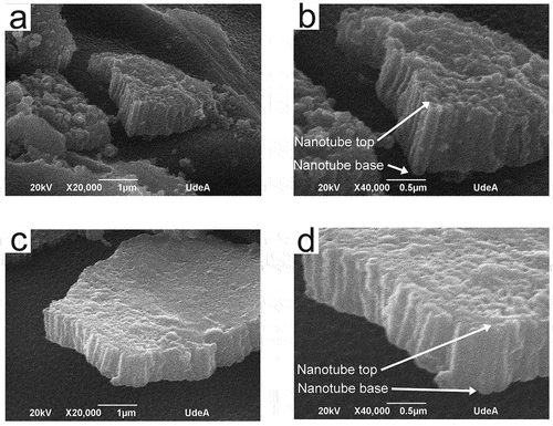 Figure 2. SEM micrographs (transversal view) of anodized titanium wires. S3 (a) and (b), S4 (c) and (d).