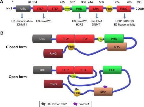 Figure 1 Schematic representation of UHRF1 with structure–function domains in the maintenance of DNA methylation.Notes: (A) Domain architecture of UHRF1 with their corresponding epigenetic function including DNA methylation and histone modification. (B) Conformational changes of UHRF1 from close to open state mediated by hmDNA.Abbreviations: DNMT, DNA methyltransferases; H3K9me2/3, dimethylated or trimethylated H3K9; H3R2, unmethylated histone H3 at residue R2; hmDNA, hemi-methylated DNA; HAUSP, herpes virus-associated ubiquitin-specific protease; PBR, polybasic region; PHD, plant homeodomain; PI5P, phosphatidylinositol 5-phosphate; RING, really interesting new gene; SRA, SET and RING-associated domain; TTD, tandem tudor domain; UBL, ubiquitin-like domain.