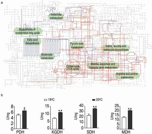 Figure 4. Metabolic network of the metabolites with differential abundance, and measurement of the activities of enzymes of the TCA cycle.