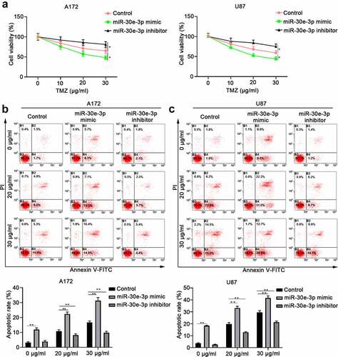 Figure 5. MiR-30e-3p overexpression sensitizes glioma cell to TMZ treatment. A172 or U87 cells were transfected with miR-30e-3p mimic, miR-30e-3p inhibitor or negative control, and then treated with different concentrations of TMZ for 48 hours. (a) Cell proliferation was evaluated by CCK-8 assay. (b, c) Cell apoptosis of A172 or U87 cells was evaluated by Annexin V-FITC/PI dual staining. * p < 0.05, ** p < 0.01. n = 5 for each group