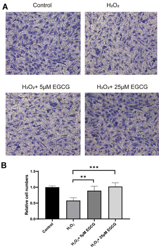 Figure 5 Effect of EGCG on cell migration of EGCG treatment on H2O2-treated NPCs. (A) Cell migration in control, H2O2 treatment, 5 μM EGCG in H2O2 treatment and 25 μM EGCG in H2O2 treatment group; (B) summary of cell migration in control, H2O2 treatment, 5 μM EGCG in H2O2 treatment and 25 μM EGCG in H2O2 treatment group. **P < 0.01, ***P < 0.001.