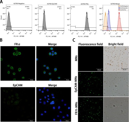 Figure 1 Expression of EpCAM and FRα in A2780 cells and identification of synthesized MNs. (A) Flow cytometry detection of epithelial cell adhesion molecule (EpCAM) and folate receptor alpha (FRα) expression in A2780 cells. A2780 cells were stained with anti-EpCAM (blue) and anti-FRα antibodies (red) and the negative control was autofluorescent (orange). (B) Immunofluorescence detection of EpCAM and FRα expression in A2780 cells. EpCAM and FRα stained with Alexa Fluor® 488 are green at an excitation wavelength of 488 nm, and nuclei stained with DAPI are blue at an excitation wavelength of 405 nm. (C) Identification of synthesized magnetic nanospheres. The Alexa Fluor 488-conjugated donkey anti-mouse IgG (H + L) secondary antibody specifically bound to antibody-modified magnetic beads (green).