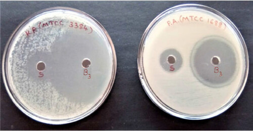 Figure 11. Antimicrobial activity against gram negative bacteria. (Klebsiella pneumoniae MTCC 3384, Pseudomonas aeruginosa MTCC 1688).