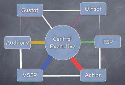 Figure 1 Model of experience-based multisensory working memory. All modules are linked. The thickness of the connections represents the organism's experience in a specific modality. Experience shapes the connecting patterns in the network. Additional modules (e.g., musical) can evolve and complement an individual's working memory complex. VSSP, visuo-spatial sketch pad; TSP, Tactuo-spatial pad; Gustat, Gustatory module; Olfact, Olfactory module.