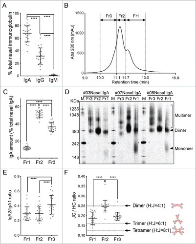 Figure 2. Biochemical characterization of the human nasal wash-derived IgA samples. (A) Relative proportions of IgA, IgG, and IgM in the total immunoglobulin of the concentrated nasal washes collected from 21 individuals 3 weeks after the second vaccination. These 21 subjects were selected from the original cohort of 47 because they provided large amounts of wash samples. Each dot represents an individual volunteer-derived sample. (B) The purified nasal wash IgA samples of the 21 individuals were subjected to size exclusion chromatography and fractionated into fractions Fr1, Fr2, and Fr3 based on the three peaks on the chromatogram. A representative chromatogram is shown. (C) Relative proportions of the total nasal IgA that is contained in the Fr1, Fr2, and Fr3 fractions. (D) Blue native-PAGE analysis of the Fr1, Fr2, and Fr3 fractions from three representative individuals (#03, #07, and #08). Arrowheads indicate monomers and dimers while the square bracket indicates multimers. (E) IgA2/IgA1 ratio in the Fr1, Fr2, and Fr3 fractions from the 21 individuals, as determined by IgA subunit quantification by LC-MS. (F) J chain (JC)/ IgA heavy chain (HC) ratio of the Fr1, Fr2, and Fr3 fractions of the 21 volunteers, as determined by IgA subunit quantification by LC-MS. Dotted lines indicate the theoretical JC/HC values of the dimers (0.25), trimers (0.167), and tetramers (0.125). The data are expressed as scatter plots with the mean ± SD. **p < 0.01, ***p < 0.001, ****p < 0.0001, as determined by One-way ANOVA.