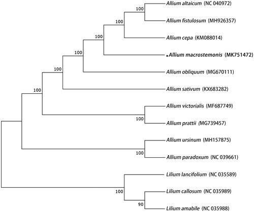 Figure 1. Phylogenetic analysis of A. macrostemon with 12 related species. Numbers in the nodes are the bootstrap values.