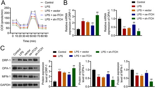 Figure 4. Circ-ITCH alleviates mitochondrial dysfunction in lipopolysaccharide (LPS)-stimulated HK-2 cells. (A) OCR was detected in cells. (B) RT-qPCR was used to determine the relative expression of DRP-1 and OPA-1 in cells. (C) Western blotting was used to measure the expression of DRP-1, OPA-1, and MFN-1 in cells. LPS- stimulated HK-2 cells were transfected with oe-ITCH (ITCH overexpression) or sh-ITCH (ITCH knockdown). **p < 0.01 vs. control; #p < 0.05, ##p < 0.01 vs. LPS + vector.