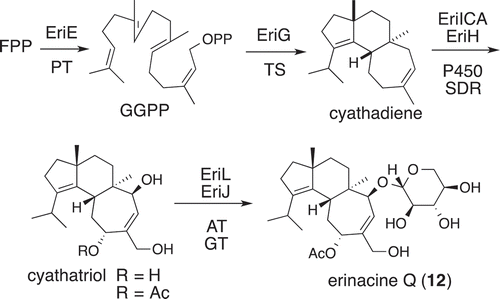 Figure 10. Biosynthetic pathway of erinacine Q (12).