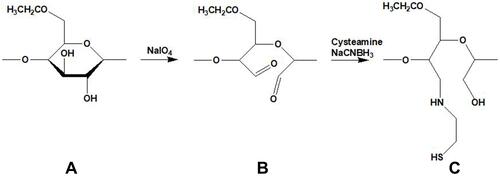 Figure 1 Oxidation and reduction amination, EC (A), EC-CHO (B), EC-cysteamine (C).