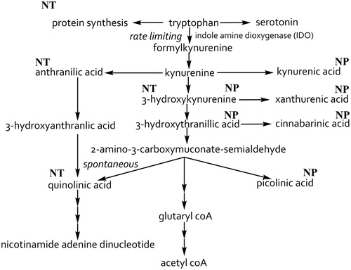 Figure 1. The kynurenine pathway of tryptophan metabolism. Tryptophan is transported into the brain by the l-amino acid transporter and converted by indole amine dioxygenases (IDO), rate limiting step, into formylkynurenine and then by kynurenine formamidase into kynurenine. Kynurenine can then be either converted into 3-hydroxykynurenine by kynurenine hydroxylase then into 3-hydroxythranillic acid. Once 3-hydroxythranillic acid is produced it can then be converted to quinolinic acid spontaneously or picolinic acid by picolinic carboxylase. 3-hydroxylkynurenine can be converted to xanthurenic acid and kynurenine into kynurenic acid by kynurenine aminotransferases. NP: neuroprotective; NT: neurotoxic [Citation2,Citation6,Citation22,Citation25,Citation38].
