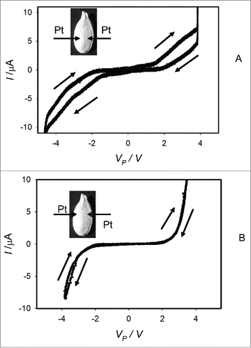 Figure 5. Dependencies of electrical current, I, in imbibed Cucurbita pepo L., cv Cinderella seeds on VP induced by bipolar sinusoidal voltage wave with amplitude of ± 5.5 V from a function generator. Frequency of bipolar sinusoidal voltage VFG scanning was 1 mHz (A) or 50 μHz (B). Position of platinum electrodes inserted in a seed through its coat is shown.