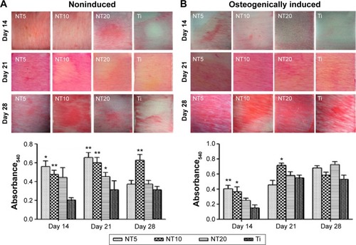 Figure 6 Collagen secreted by the PDLSCs on the different samples after 14, 21, and 28 days of incubation in the (A) absence and (B) presence of osteogenic supplements. Notes: The upper panels list the optical images, and the lower panels show the quantitative colorimetric results. *P<0.05, and **P<0.01 compared with the Ti control.Abbreviations: NT, nanotube; PDLSC, periodontal ligament stem cell; Ti, titanium.