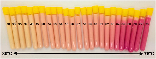 Figure 3. Color of TMTCP samples after water bath heating to temperatures between 30 and 75 °C. Color changes are visible after incubating at temperatures above 45 °C.
