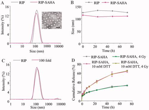 Figure 1. (A) Size distribution profile of RIP and RIP-SAHA and morphology of RIP measured by DLS and TEM (The scale bar corresponds to 200 nm). (B) Colloidal stability of RIP and RIP-SAHA measured by DLS over time. (C) Stability of 100 times dilution of RIP measured by DLS. (D) Cumulative release of SAHA in 10% FBS over time with or without 10 mM DTT and 4 Gy of X-ray radiation.
