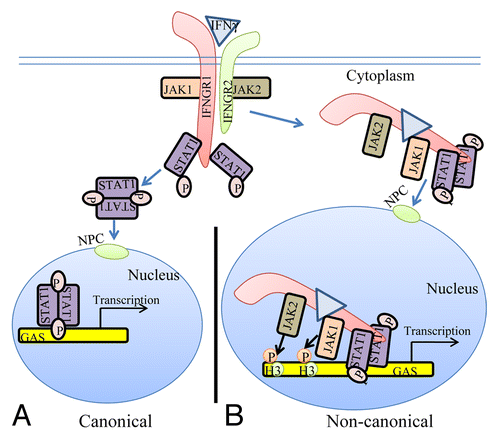 Figure 1. The classical and non-canonical models of IFNγ signaling. (A) In the classical model of IFNγ signaling, IFNγ crosslinks the IFNGR1 receptor subunit that results in allosteric changes in receptor cytoplasmic domain causing the movement of JAK2 from receptor subunit IFNGR2 to IFNGR1. The JAKs autophosphorylate and then phosphorylate IFNGR1 cytoplasmic domain. This results in binding, phosphorylation, and dimer formation of STAT1α. The dimeric STAT1α dissociates from receptor and undergoes nuclear translocation via an intrinsic NLS for specific gene activation. (B) The non-canonical model of IFNγ signaling involves IFNγ binding to receptor extracellular domain, followed by movement to IFNGR1 cytoplasmic domain in conjunction with endocytosis. The cytoplasmic binding increases the affinity of JAK2 for IFNGR1, which is the basis for its movement to IFNGR1. This results in autoactivation of the JAKs, phosphorylation of IFNGR1 cytoplasmic domain, and the binding and phosphorylation of STAT1α at IFNGR1. The complex of IFNGR1/STAT1α/JAK1/JAK2 undergoes active nuclear transport where the classic polycationic NLS of IFNγ plays a key role for this transport to genes in the nucleus that are specifically activated by IFNγ. Furthermore, the JAKs associated with the specific promoters were shown to be involved in epigenetic modifications. Details of the non-canonical model are presented in the text. GAS, IFN gamma activated sequence; H3, histone H3; NPC, nuclear pore complex.