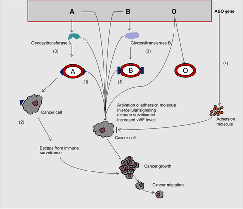Figure 1 Pathogenic mechanism of ABO blood group on lymphoma. Potential mechanisms by which ABO blood groups may interact with the development and progression of cancers, including lymphoma: 1) Multiple regulators lead to the deletion of ABO blood group antigens, especially the A and B antigens, which enhances the motility and migration of tumor cells, resulting in poor prognosis; 2) Tumor markers that are ABO blood group antigens can evade the immune surveillance of host and allow tumors to grow; 3) Dysregulation of ABO glycosyltransferases, which are mainly involved in altering the modulator of angiogenesis during the tumorigenesis, is related to tumor; and 4) The influence of ABO blood group antigens on tumor growth, invasion and migration is mainly related to the ABO gene locus involved in regulating the mediators of inflammation and immune responses.