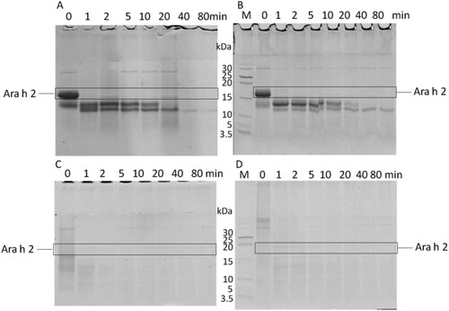 Figure 5. The digestion situations of gastrointestinal digested products. Native Ara h 2 (A), MTG-Ara h 2 (B), LP-Ara h 2 (C) and HP-Ara h 2 (D) were digested using SIF.