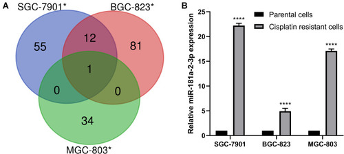 Figure 1 MiRNA screening and validation from DDP-resistant and DDP-sensitive gastric cancer cell lines. (A) Venn diagram on total number (in parenthesis) and overlapping number of differentially expressed miRNAs calculated in cell line pairs consisting of the cisplatin-resistant (/DDP added to the paternal cell line’s name) relative to the cisplatin-sensitive paternal cell lines. (B) Relative expression level of miR-181a-2-3p in DDP-resistant and DDP-sensitive cells detected by RT-qPCR.