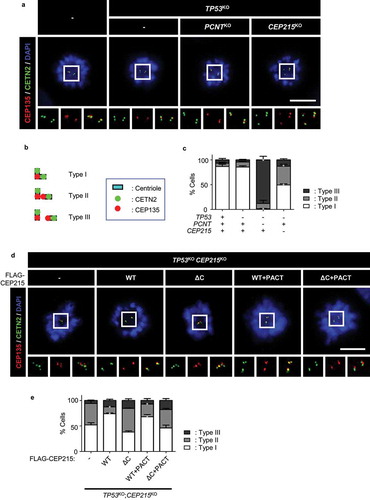 Figure 1. Precocious centriole separation in CEP215-deleted cells during mitosis (a) The CEP215- or pericentrin (PCNT)-deleted HeLa cells were arrested at prometaphase with STLC and subjected to coimmunostaining analysis with centrin-2 (CETN2; green) and CEP135 (red) antibodies. Scale bar, 10 μm. (b) Engaged centrioles were determined with 2:1 ratio of the CENT2 and CEP135 signals (Type I). Centriole separation was determined with 1:1 ratio (Type III). Type II indicates that the centrioles separated but remained within the same centrosome. (c) The number of cells with three types of centrioles were counted. (d) The CEP215-deleted cells were stably rescued with ectopic FLAG-CEP215 (WT, ΔC, WT + PACT and ΔC + PACT). The cells were arrested at prometaphase and subjected to coimmunostaining analysis with the CETN2 (green) and CEP135 (red) antibodies. Scale bar, 10 μm. (e) The number of cells with three types of centrioles were counted. (c, e) Greater than 30 cells per group were analyzed in three independent experiments. Values are means and SEM. The statistical significance was analyzed using t-test compared to the control within the same group (*, P < 0.05)