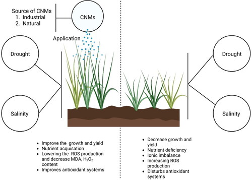 Figure 2. A schematic shows the sources and CNMs impact on the crop abiotic stress tolerance in plants.
