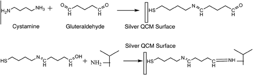 Figure 1. Cystamine- and gluteraldehyde-modified silver QCM surface with an immobilised antibody.
