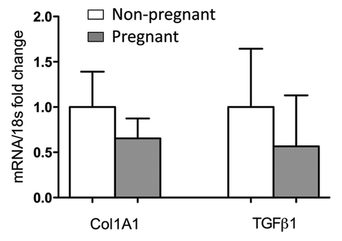 Figure 1.Collagen1A1 and TGFβ1 transcripts in skin wounds on pregnant and virgin mice. Surgical wounds (5 mm diameter) were performed on pregnant (E10) and virgin mice matched for age (n = 7 for each group). Seven days after wounding, wounds were harvested and mRNA extracted. Real-time PCR was conducted using SYBR®GREENPCR Master Mix (Applied Biosystems). mRNA values were normalized to the expression level of 18s RNA. Each sample was analyzed in duplicate. Histogram represents means +/− SEM.