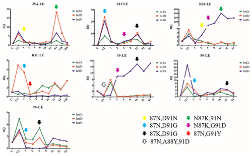 Figure 3. Changes in efflux pump gene expression and gyrA gene mutation during the process of levofloxacin-induced resistance (LE: levofloxacin, different arrows mean different amino acid mutations (N: asparagine, D: aspartic acid, K: lysine, G: glycine, Y: tyrosine, A: alanine).