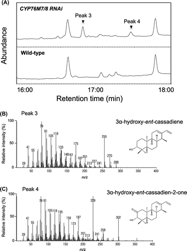 Figure 6. GC-MS analysis of methanol extract from leaves of CYP76M7/8 RNAi lines treated with CuCl2 (A) Total ion chromatogram of the methanol extract. (B) Mass spectrum of peak 3. (C) Mass spectrum of peak 4. Based on the reported mass spectra by Kitaoka et al. [Citation21] and Wang et al. [Citation10], these compounds could be assigned as 3α-hydroxy-ent-cassadiene (B) and 3α-hydroxy-ent-cassadien-2-one (C).