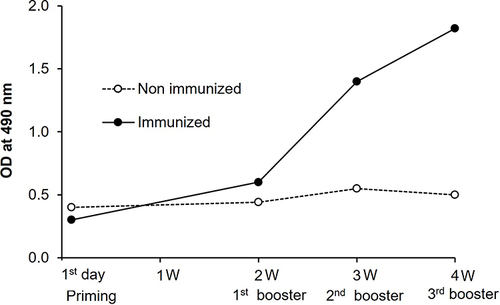 Figure 2 Reactivity of immunized rabbit anti-Toxoplasma gondii IgG polyclonal antibodies (diluted 1/250) against Toxoplasma SAG1 by ELISA. The figure showing increasing antibody level in the immunized rabbit started one week after the first booster dose. With the 3rd booster dose, the immune sera gave a high titre against Toxoplasma antigen with OD 490 of 1.8 at 1/250 dilution. The non-immunized rabbit showing no increase in antibody level.