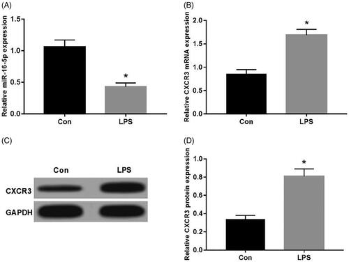 Figure 1. Expression of CXCR3 and miR-16-5p in LPS-induced A549 cell injury. (A) The effect of LPS on expression of miR-16-5p in A549 cell; (B) The effect of LPS on mRNA expression of CXCR3 in A549 cell; (C,D) The effect of LPS on protein expression of CXCR3 in A549 cell *p < .05.