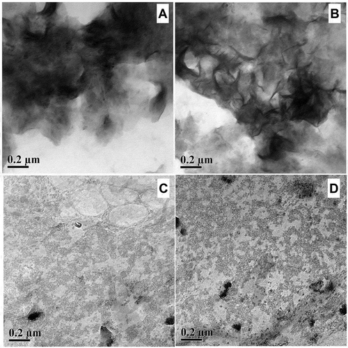 Figure 6. HRTEM micrographs of A. vera xerogel (a) 0.2, (b) 0.4 (c) 0.8 and (d) 1.6%, w/v concentration at magnificence of 0.2 μm.