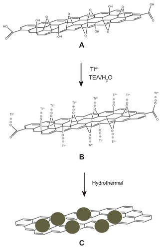Figure 6 Schematic formation mechanism of the reduced graphene oxide/titanium dioxide nanocomposite. (A) Graphene oxide. (B) Electrostatic interaction between oxide functional groups of graphene oxide and titanium(IV) in the presence of triethanolamine. (C) Graphene decorated with titanium dioxide nanoparticles (filled circles) after hydrothermal treatment.Abbreviations: H2O, water; TEA, triethanolamine; Ti4+, titanium(IV).