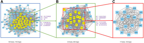 Figure 3 PPI network and cluster analysis of the disease targets. (A) PPI network of potential targets of Liuwei Dihuang decoction (LWDHD) for the treatment of IVDD. (B) PPI network of significant proteins was extracted from (A) based on BC, CC, DC, EC, LAC, NC. (C) Obtaining 17 core proteins of LWDHD for IVDD were extracted from (B) based on BC, CC, DC, EC, LAC, NC.