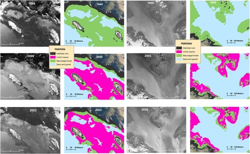 Figure 3. Historical comparison of the extent of macroalgal forest and urchin barrens on shallow reef at a study site at Maitai Bay (A) and Mimiwhangata (B). In both study sites the mapped reefs extend to a maximum depth of ∼15 m. Note: the boundaries between the different macroalgal dominated habitats could not be distinguished in the historical imagery, so are combined into ‘Macroalgal forest’ for this comparison. Original images are converted to black and white for consistency (left) and comparison with associated habitat map (right).