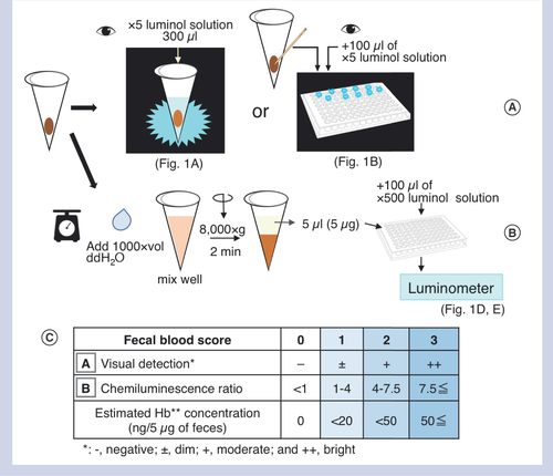 Figure 2.  Schematic illustration of two protocols for detecting fecal occult blood by the luminol reaction.Visual detection (A) and chemiluminescence measurement (B). (A) Visual detection: (1) Add a luminol dilute solution (dilute the original solution fivefold with deionized-distilled water [ddH2O]) to pooled feces in a microtube (left) or a piece of feces taken by a toothpick in a white 96-well plate (right); and (2) observe them in dark field. In the presence of blood, blue–white chemiluminescence is visible. (B) Chemiluminescence measurement: (1) Prepare fecal solutions with ddH2O (1 mg/ml) in a microtube; (2) vortex and centrifuge the tube for 2 min; (3) transfer 5 μl of the solution (containing 5 μg of feces) in a 96-well plate; (4) add 100 μl of a luminol dilute solution (diluted 500-fold with ddH2O) to each well; and (5) measure the chemiluminescence signal by a luminometer immediately. (C) Fecal blood scores based on the two luminol protocols. To calculate the chemiluminescence ratios, it is recommended to store the control fecal solution (1 mg/ml) derived from normal mice. Hb concentrations have been estimated by comparing with the results of feces mixed with standard Hb solutions.ddH20: Deionized-distilled water; Hb: Hemoglobin.