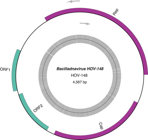 Fig. 2. Genomic map of HOV-148