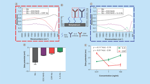 Figure 2.  Surface characterization of functionalized molybdenum sample.(A) Fourier transform infrared spectroscopy (FTIR) spectra for functionalization of CRP; (B) Schematic representation of presented FTIR spectra; (C) FTIR spectra for functionalization of IL-6; (D) ζ-potential measurements for CRP and IL-6 antibodies; (E) ζ-potential characterization of CRP and IL-6 antigen concentrations.Ab: Antibody; CRP: C-reactive protein; EDC: 1-ethyl-3-(3-dimethylaminopropyl) carbodiimide hydrochloride; Mo: Molybdenum; NHS: N-hydroxysuccinimide.