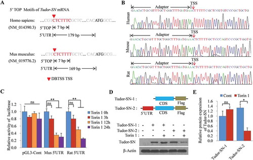 Figure 2. Tudor-SN is a novel TOP mRNA. (A) The TSS of Tudor-SN mRNA (red triangle) in human and mouse was determined by the DBTSS; 5ʹ TOP motifs are indicated in red, and the length of 5ʹ TOP and 5ʹ UTR were labelled. (B) The 5ʹ RACE assay was performed to further clarify the TSS and 5ʹ TOP motif of Tudor-SN mRNA in human, mouse, and rat. (C) The pGL3-Mus 5ʹUTR-luc and pGL3-Rat 5ʹUTR-luc plasmids were constructed and transfected into H9c2 cells. Then, H9c2 cells were treated with 250 nmol/L of Torin 1 for different durations and relative luciferase activities were detected. Data are presented as the mean ± SEM (n = 3 independent experiments), and a one-way ANOVA with Bonferroni post-hoc tests were used (**p < 0.01, ns, no significance). (D–E) Tudor-SN-5ʹUTR+CDS-Flag and Tudor-SN-CDS-Flag plasmids were constructed and transfected into Tudor-SN-/- H9c2 cells. Then, the cells were incubated in the absence or presence of 250 nmol/L of Torin 1 for 24 h. Exogenous Tudor-SN protein expression was detected by Western blotting and analysed by ImageJ (2X) software. Data are presented as the mean ± SEM (n = 3 independent experiments), and unpaired two-tail t-tests were used (*p < 0.05, ns, no significance)