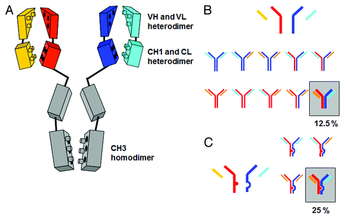 Figure 1. (A) Schematic depiction of the homo- and heterodimerization interfaces between light- and heavy-chain domains leading to mixtures when expressed simultaneously. (B) Chain association issue when co-expressing two different antibody heavy and light chains in one cell line, assuming random chain association (Quadroma). In total, 24 = 16 combinations are possible. Of those, 6 are identical; thus, a purely statistical association leads to 6 tetramers that occur twice (each 12.5% yield) and 4 tetramers that occur once (each 6.25%). The desired bispecific antibody makes up statistically 12.5% of the total yield. (C) Light chain association issue when co-expressing two different antibody light chains in one cell line, assuming random chain association. Heavy chain heterodimerization is enforced using KiH technology. The desired bispecific antibody makes up statistically 25% of the total yield.