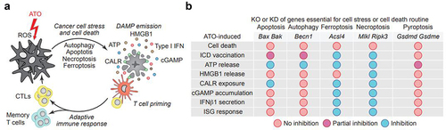 Figure 1. ATO induces canonical and non-canonical traits of immunogenic cell death. (a) Reactive oxygen species (ROS) induced by arsenic trioxide (ATO) trigger both canonical and non-canonical immunogenic cell death (ICD) responses such as the onset of autophagy and apoptosis as well the execution of necroptosis and ferroptosis, respectively. ATO-induced ICD facilitates the emission of danger associated molecular patterns (DAMP), including the exposure of calreticulin (CALR), the release of adenosine triphosphate (ATP), the exodus of high mobility group box 1 (HMGB1), the liberation of cyclic guanosine monophosphate–adenosine monophosphate (cGAMP) as well as Type I interferon (Type I IFN) responses. ICD-associated DAMPs act on dendritic cells (DC) and stimulate antigen presentation to T cells. T cell priming ultimately leads to clonal expansion of cytotoxic T lymphocytes (CTL) and the education of memory T cells, altogether inducing anticancer immune responses. ICD inducers can be advantageously combined with immune checkpoint blockade leveraging the full potential of T cell-mediated adaptive immunity. (b) Mechanistic effects on ICD induction of knockout (KO) or knockdown (KD) of essential genes in cell stress and cell death routines.