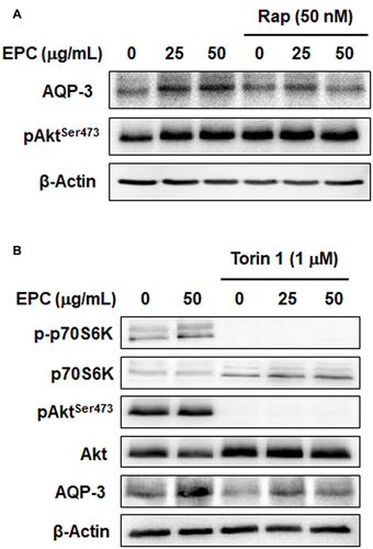 Figure 5 mTOR inhibitors partially blocks EPC-induced AQP3 upregulation. Cells were pretreated with mTORC1 inhibitor rapamycin (A) or mTOR complex inhibitor Totin 1 (B) with/without 25 or 50 µg/mL of EPC. The protein levels of mTORC1 marker p70 S6K and mTORC2 marker AktSer473 were detected by Western blot after 4 h. AQP3 levels were detected by Western blot after 24 h. Actin was used as a loading control.
