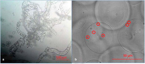 Figure 3. (a) Scaffold formation with no stirring of CaCl2 solution; (b) distinct vesicle formation at an air flow rate of 2 L/min−1 for stirring the cross-linking solution. Shown in highlighted circles are microencapsulated E. coli-DH5 [Citation14].