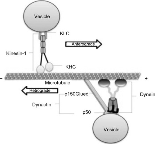 Figure 1 Conventional kinesin (kinesin-1) and cytoplasmic dynein motor complex on a MT for axonal transport.