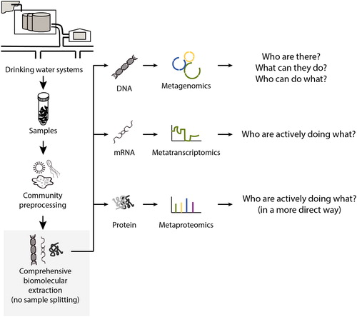 Figure 3. Types of meta-omics and the key questions that can be addressed by the meta-omics tools in the study of drinking water microbiome. Source: Zhang and Liu, Citationforthcoming. Reprinted with permission. © Water Research Foundation.