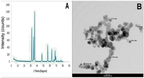 Figure 1 (A) X-ray powder diffraction (XRD) pattern of the synthesized ZnO nanoparticles. (B) high-resolution transmission electron microscopic (HRTEM) images of zinc oxide nanoparticles.