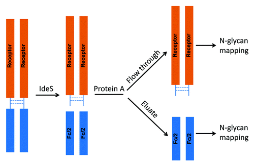 Figure 12. Illustration of the experimental procedure for Receptor and Fc domain-specific N-glycan mapping of the Fc fusion protein F1.